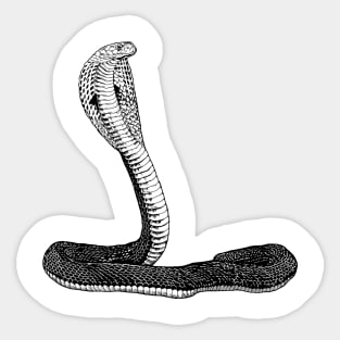 Snake lover - cobra Sticker